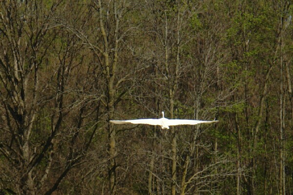 Egret Flight