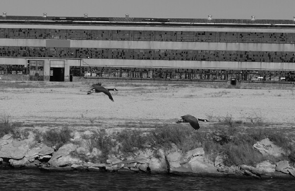 Flying Geese