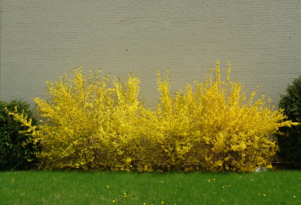 April Forsythia Against Wall