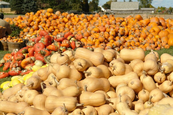 Squash and Pumpkins