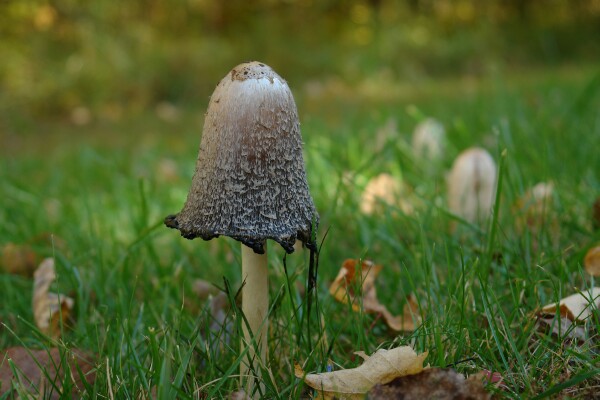 Gray Mushroom