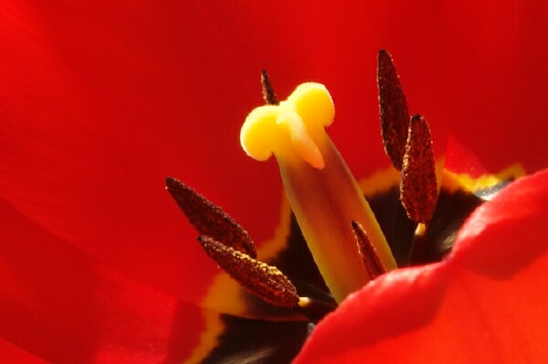 Heart of Tulip