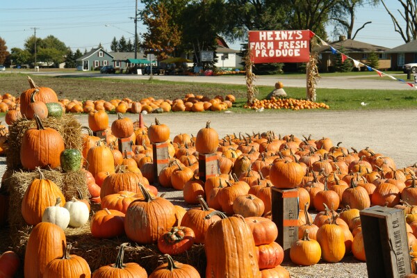 Pumpkin Stand
