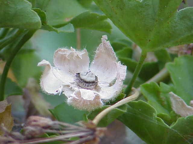 Hollyhock husk in spider web