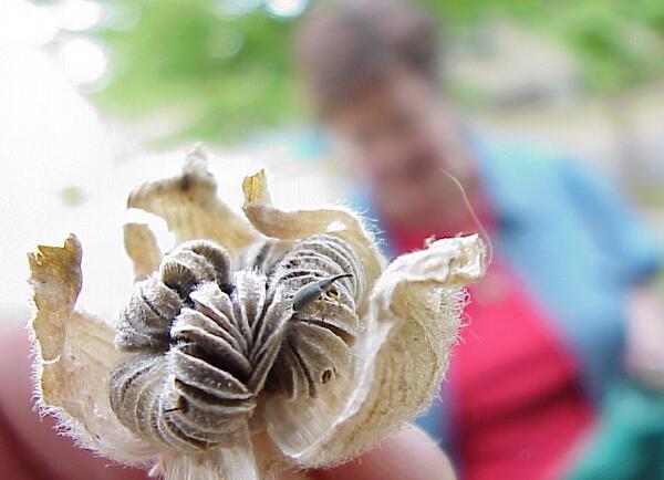 Weevil eye view