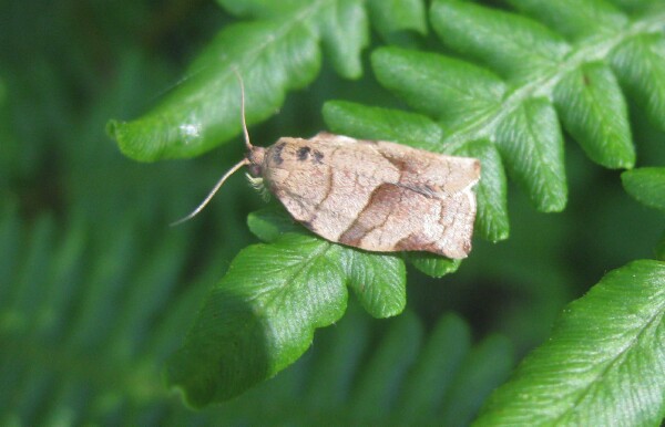 Leaf like moth