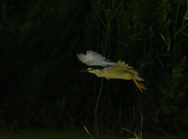 Night Heron