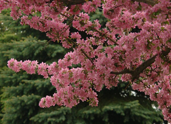 Pink crabapple in May