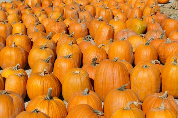 Pumpkins, Pumpkins, Pumpkins