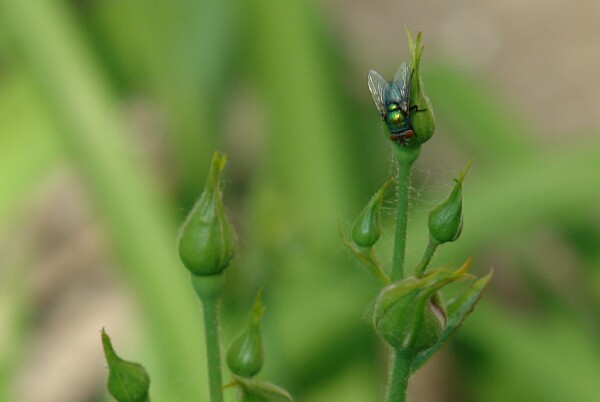 June Fly on rose but