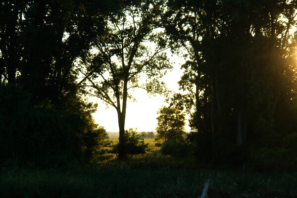Summer Light