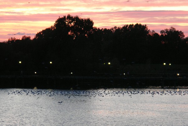 Sunset Gulls