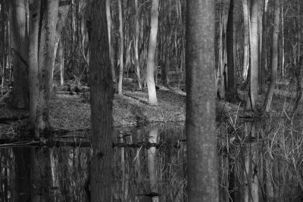 Tobico Trees B&W
