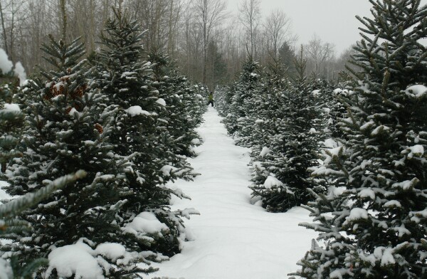 The Tree Farm