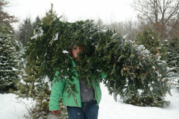 Carrying The Christmas Tree