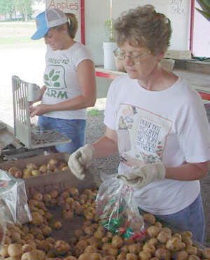 Sharon English and Heather Burdick bag Onaway potatoes at busy Heinz vegetable stand in Hampton Township.