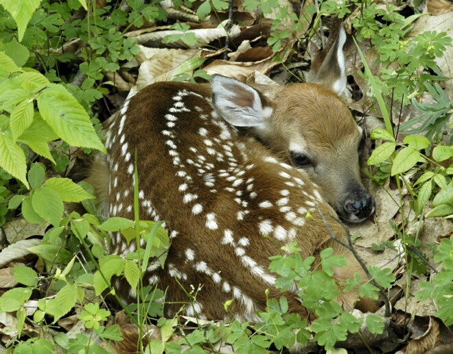 sblc-2010/Wildlife/cover-Fawn-nickerson.jpg