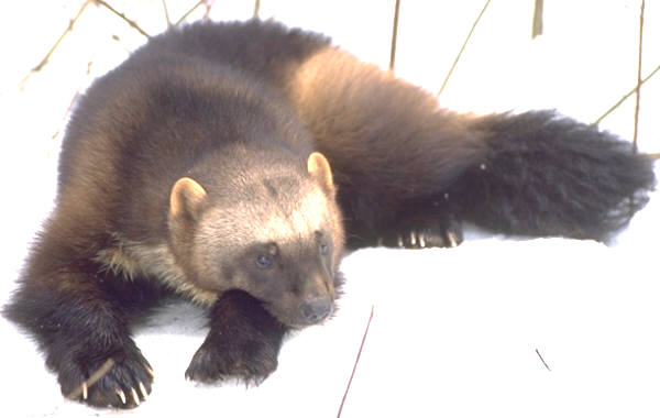 California academic experts captured the fearsome wolverine on camera, probably in Alaska, since none has been seen in that state for years.